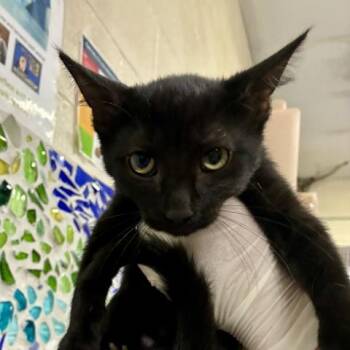 CHARLOTTE -  Domestic Short Hair Cat for Adoption in Pensacola, Florida - CHARLOTTE | PetCurious