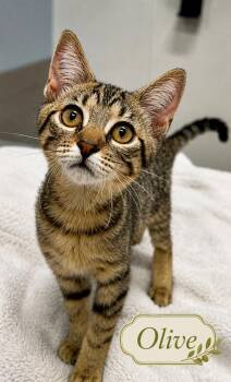 Olive -  Tabby Cat for Adoption in Casselberry, Florida - Olive | PetCurious