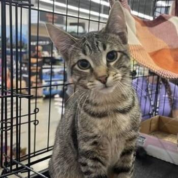 Biskit (CG) -  American Shorthair Cat for Adoption in Schertz, Texas - Biskit (CG) | PetCurious