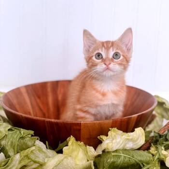 Kale -  Domestic Short Hair Cat for Adoption in Brownsboro, Alabama - Kale | PetCurious