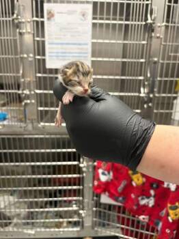 Omelet -  Domestic Short Hair Cat Available for Adoption in Sevierville, Tennessee - Omelet | PetCurious