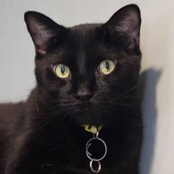 Zucker -  Domestic Short Hair Cat for Adoption in Tucson, Arizona - Zucker | PetCurious