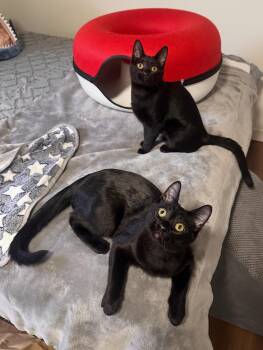 Rescue Domestic Short Hair Cats for Adoption in Denver, Colorado - Athens & Paris | PetCurious