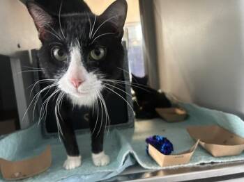 Chai -  Domestic Short Hair Cat for Adoption - Chai | PetCurious