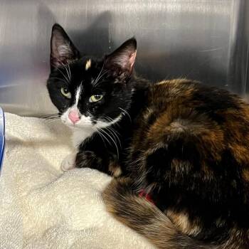 Golda -  Domestic Short Hair Cat for Adoption in Cumming, Georgia - Golda | PetCurious