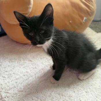 Clementine -  Domestic Short Hair Cat for Adoption in Janesville, Wisconsin - Clementine | PetCurious