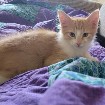 Flash Flood Warning -  Domestic Medium Hair Cat for Adoption in Boerne, Texas - Flash Flood Warning | PetCurious