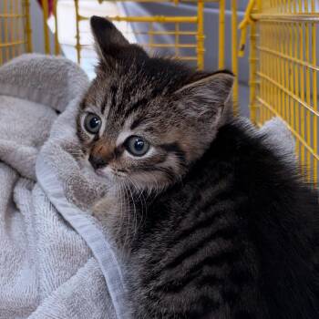 CeCe -  Domestic Short Hair Cat for Adoption in Newark, New Jersey - CeCe | PetCurious