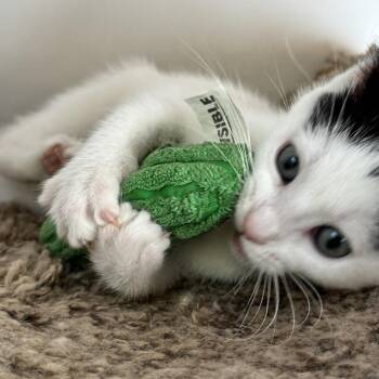 Skippety Limon -  Domestic Short Hair Cat for Adoption in Eaton Rapids, Michigan - Skippety Limon | PetCurious