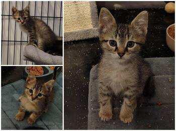 Oli -  Domestic Short Hair Cat for Adoption in Delson, Quebec - Oli | PetCurious