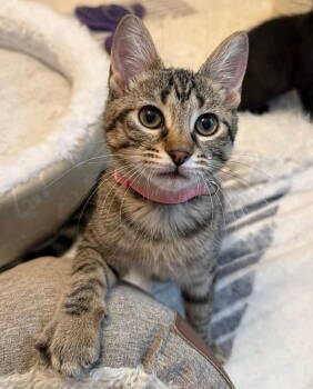 Rescue Tabby Cats for Adoption in Knoxville, Tennessee - Petal | PetCurious