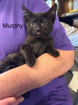 Murphy -  Domestic Short Hair Cat for Adoption in Heber City, Utah - Murphy | PetCurious