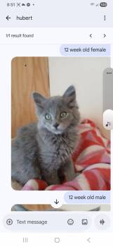 Russian Blue and Domestic Medium Hair Cats Available for Adoption - Stefan | PetCurious