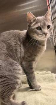 Squishy -  Domestic Short Hair Cat for Adoption in Redmond, Oregon - Squishy | PetCurious
