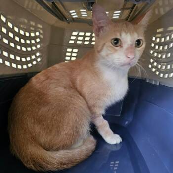 Churro -  Domestic Short Hair Cat for Adoption - Churro | PetCurious