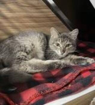 Domestic Short Hair Cats Available for Adoption - Dutsy | PetCurious