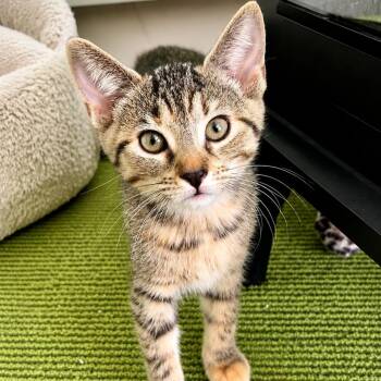 Snookums -  Domestic Short Hair Cat for Adoption in Hopkinton, Massachusetts - Snookums | PetCurious