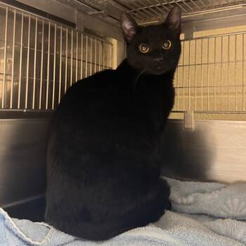 Domestic Short Hair Cats Available for Adoption - Amelia Bedelia | PetCurious