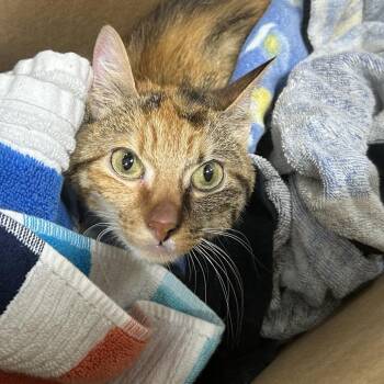 Sunflower -  Domestic Short Hair Cat for Adoption in Newark, New Jersey - Sunflower | PetCurious