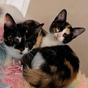 Domestic Short Hair Cats Available for Adoption in Gun Barrel City, Texas - Savannah & Sierra | PetCurious