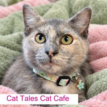 Dolly -  Domestic Short Hair Cat for Adoption in Chapel Hill, North Carolina - Dolly | PetCurious