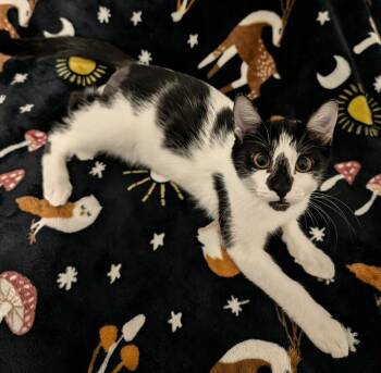 Brick -  Domestic Short Hair Cat for Adoption in Tucson, Arizona - Brick | PetCurious