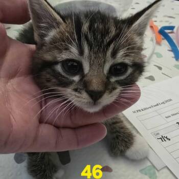 Nora -  Domestic Short Hair Cat for Adoption in Spokane, Washington - Nora | PetCurious