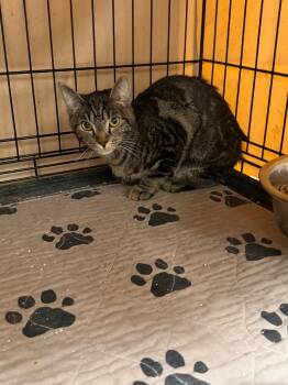 Postcard -  Tabby Cat for Adoption in Jurupa Valley, California - Postcard | PetCurious