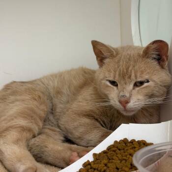Atlantic -  Domestic Short Hair Cat for Adoption in Philadelphia, Pennsylvania - Atlantic | PetCurious