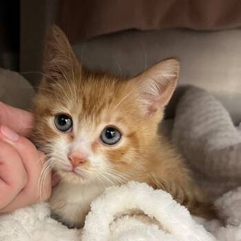 Rescue Domestic Short Hair Cats for Adoption in Middlebury, Vermont - Monty | PetCurious