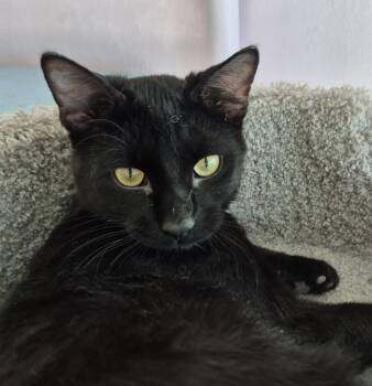 Domestic Short Hair Cats Available for Adoption - Yukon | PetCurious