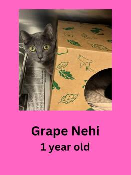 Grape Nehi -  Domestic Short Hair Cat for Adoption in Ravenna, Ohio - Grape Nehi | PetCurious