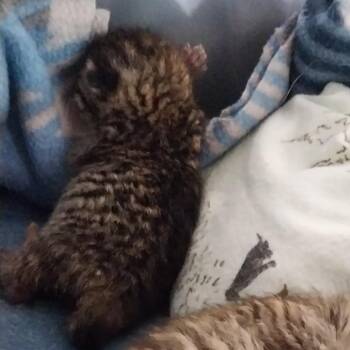 Thor -  Domestic Short Hair Cat for Adoption in Nampa, Idaho - Thor | PetCurious