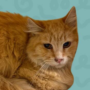 Domestic Medium Hair Cats Available for Adoption in Reno, Nevada - Steve | PetCurious