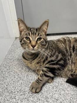 Spunky -  Domestic Short Hair and Tabby Cat for Adoption in Orland Hills, Illinois - Spunky | PetCurious