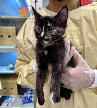 Aster -  Domestic Medium Hair and Domestic Short Hair Cat for Adoption in Bellevue, Washington - Aster | PetCurious