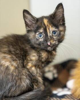 Jada -  Domestic Short Hair Cat for Adoption in Pequot Lakes, Minnesota - Jada | PetCurious
