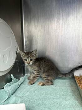 61556484 -  Domestic Short Hair Cat for Adoption in El Paso, Texas - 61556484 | PetCurious