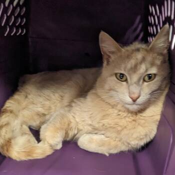 Peanut Butter -  Domestic Short Hair Cat for Adoption in Salt Lake City, Utah - Peanut Butter | PetCurious