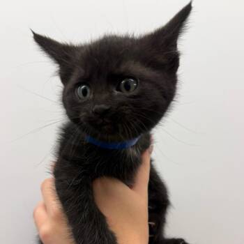 Tina *Meet me at Eagan Petsmart* -  Domestic Short Hair Cat for Adoption in Buffalo, Minnesota - Tina *Meet Me At Eagan Petsmart* | PetCurious