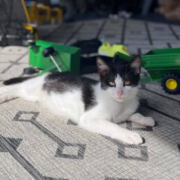 Door Knob -  Domestic Short Hair Cat for Adoption in Buffalo, Minnesota - Door Knob | PetCurious