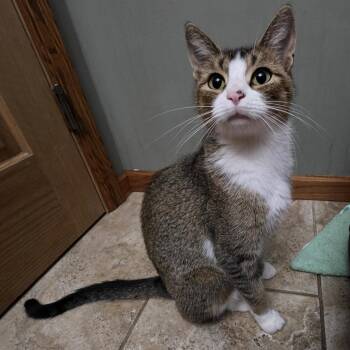 Mila C12081 -  Domestic Short Hair Cat for Adoption - Mila C12081 | PetCurious