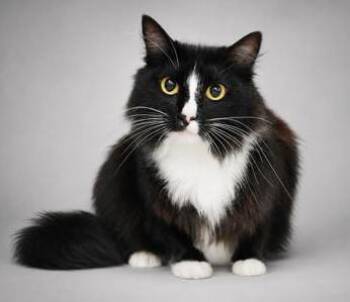 Biba is truly THE BEST - POOFY - THERAPY SWEET - VIDEO -  Ragdoll Cat for Adoption in Bedford Hills, New York - Biba Is Truly THE BEST - POOFY - THERAPY SWEET - VIDEO | PetCurious