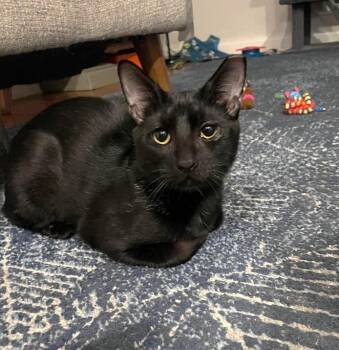 Troy -  Domestic Short Hair and Abyssinian Cat for Adoption in Boston, Massachusetts - Troy | PetCurious