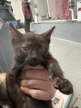 DIESEL -  Domestic Short Hair Cat for Adoption in Indianapolis, Indiana - DIESEL | PetCurious