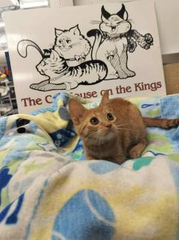 Rescue Tabby Cats for Adoption in Parlier, California - Fresca | PetCurious