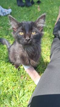 Rescue Domestic Medium Hair Cats for Adoption in Los Angeles, California - Gunnison | PetCurious