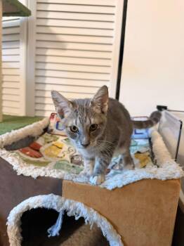 Rescue Tabby Cats for Adoption in Miami, Florida - Akon | PetCurious