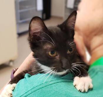 Domestic Short Hair Cats Available for Adoption - Gabriel | PetCurious