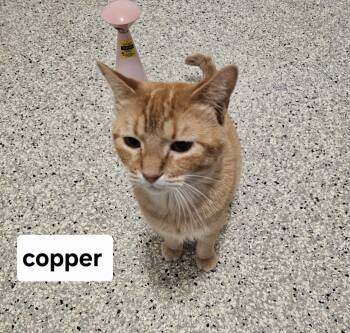 Domestic Short Hair Cats Available for Adoption in Lincoln, Illinois - Copper | PetCurious